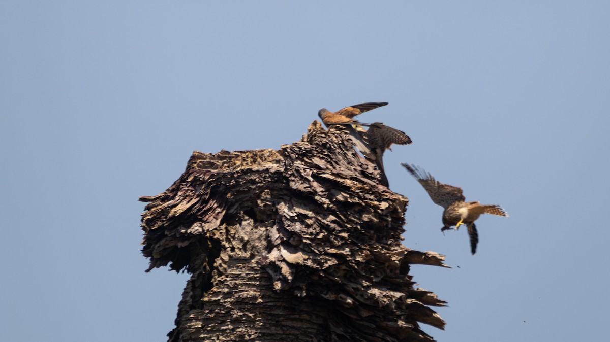 Eurasian Kestrel - ML639324152