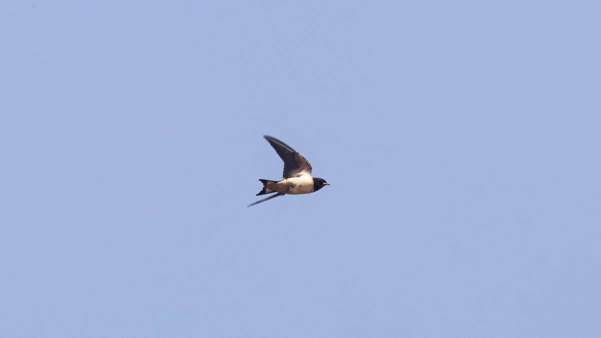 Barn Swallow - ML639324157