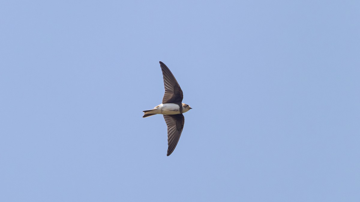 Bank Swallow - ML639324158