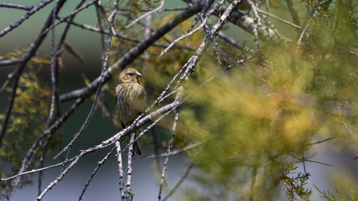 European Serin - ML639324160