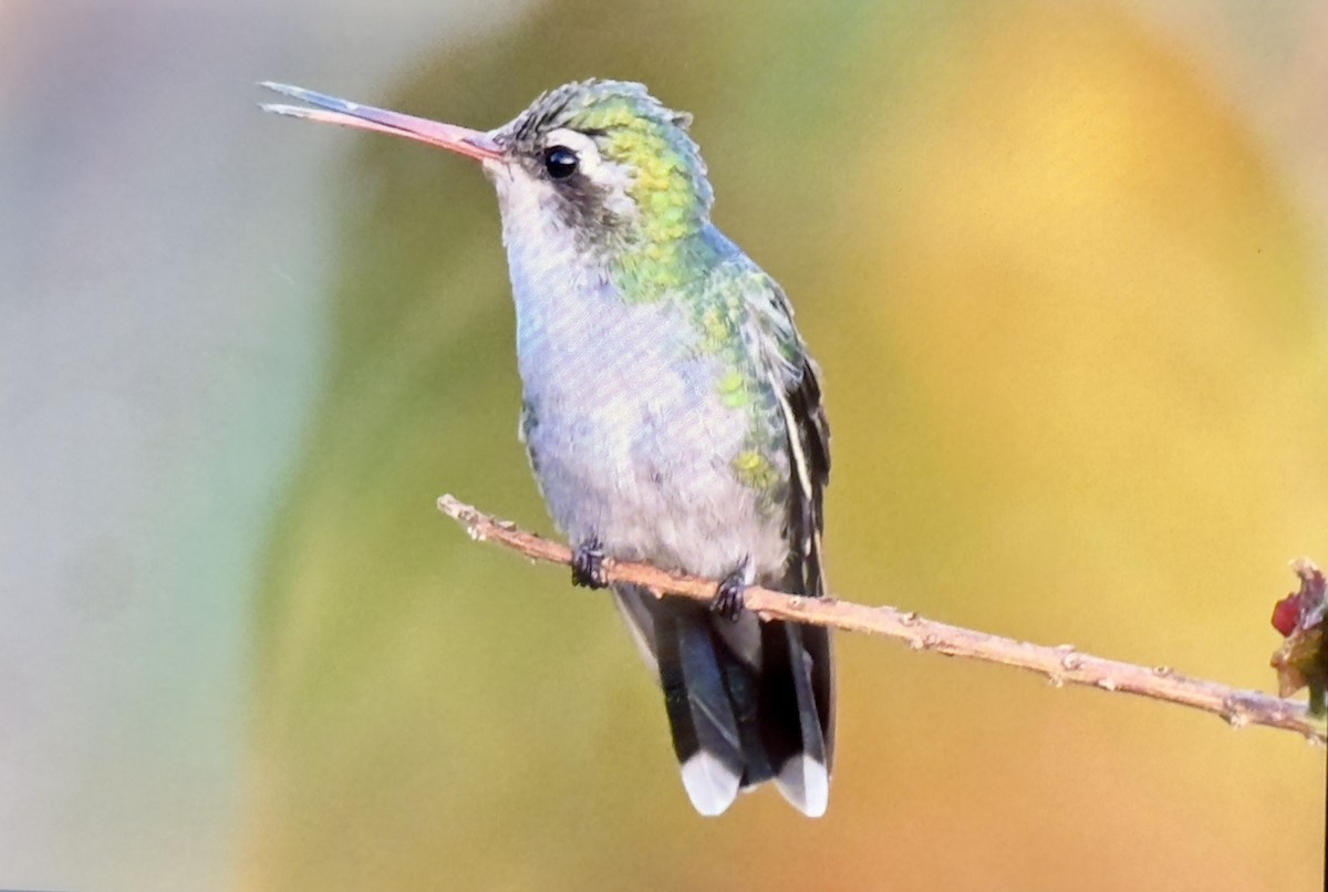 Glittering-bellied Emerald - ML639324228