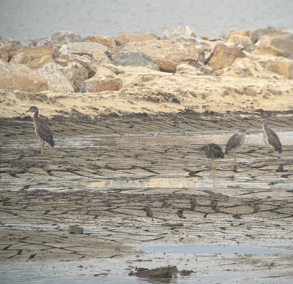 Yellow-crowned Night Heron - ML639324440