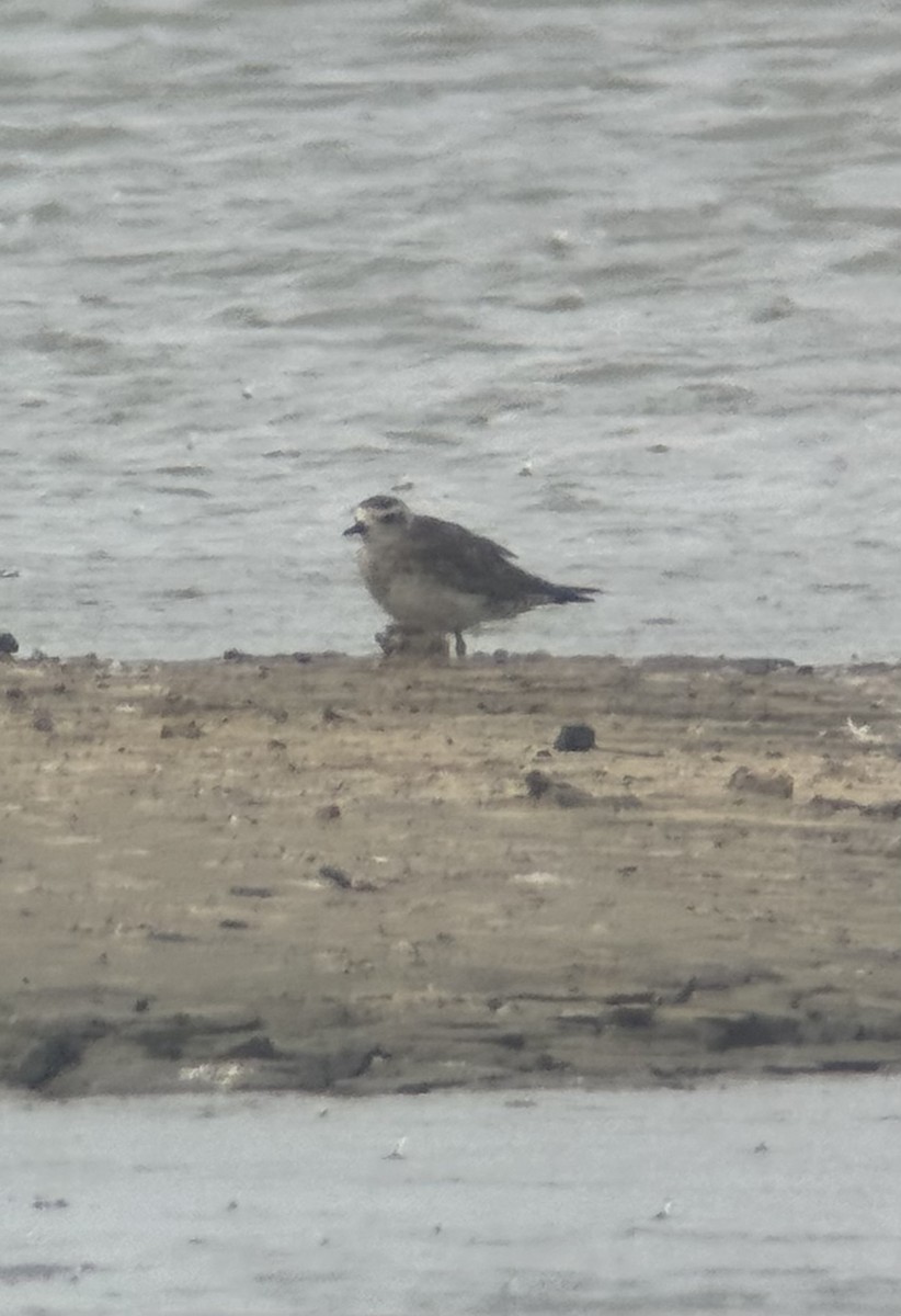 Pivieressa - ML639324462