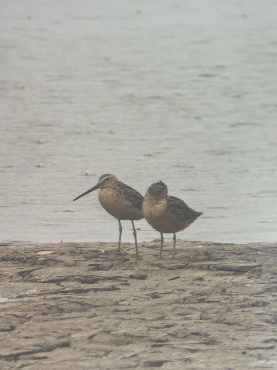 Short-billed Dowitcher - ML639324466