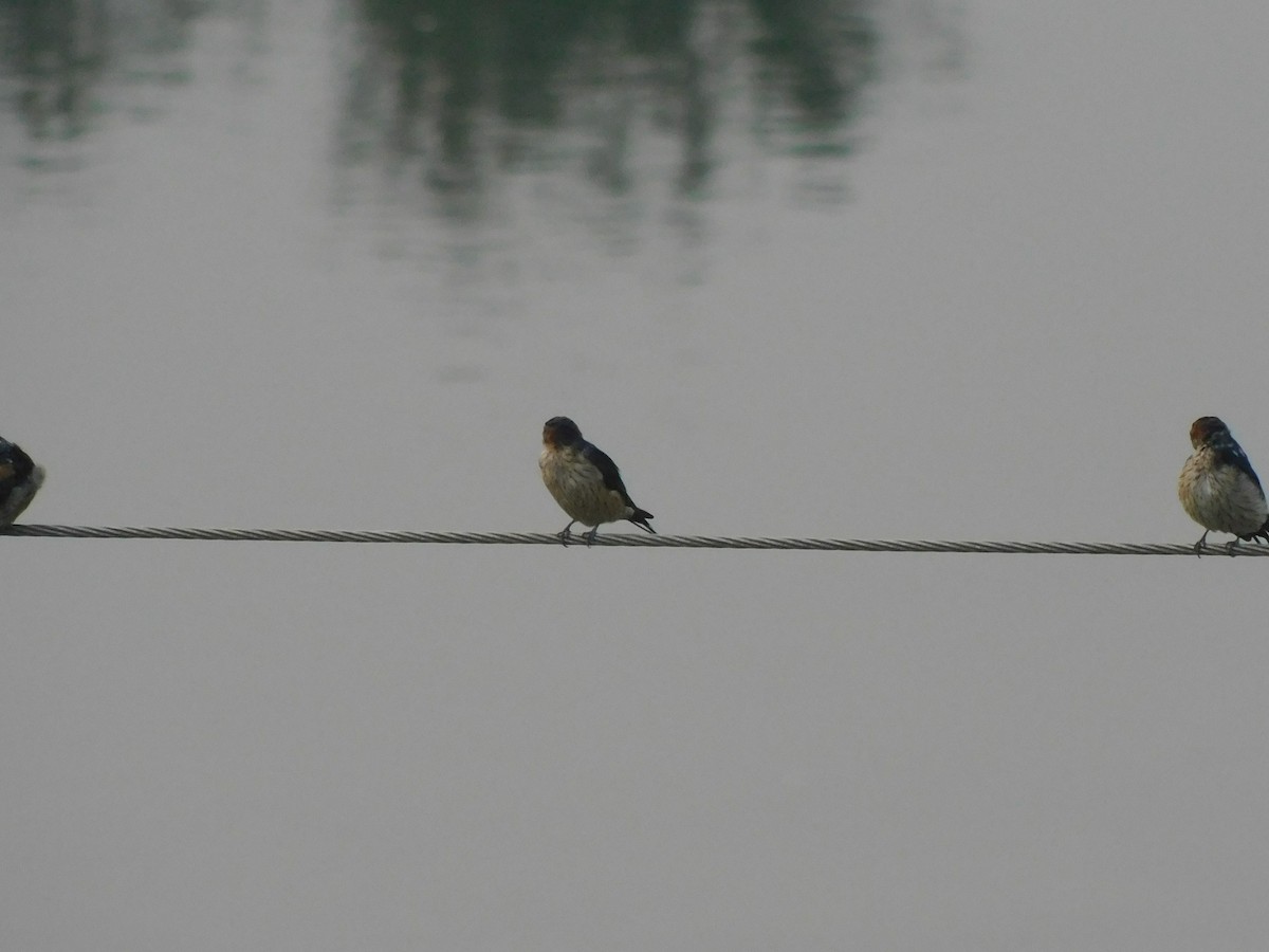 東方金腰燕 - ML639324836