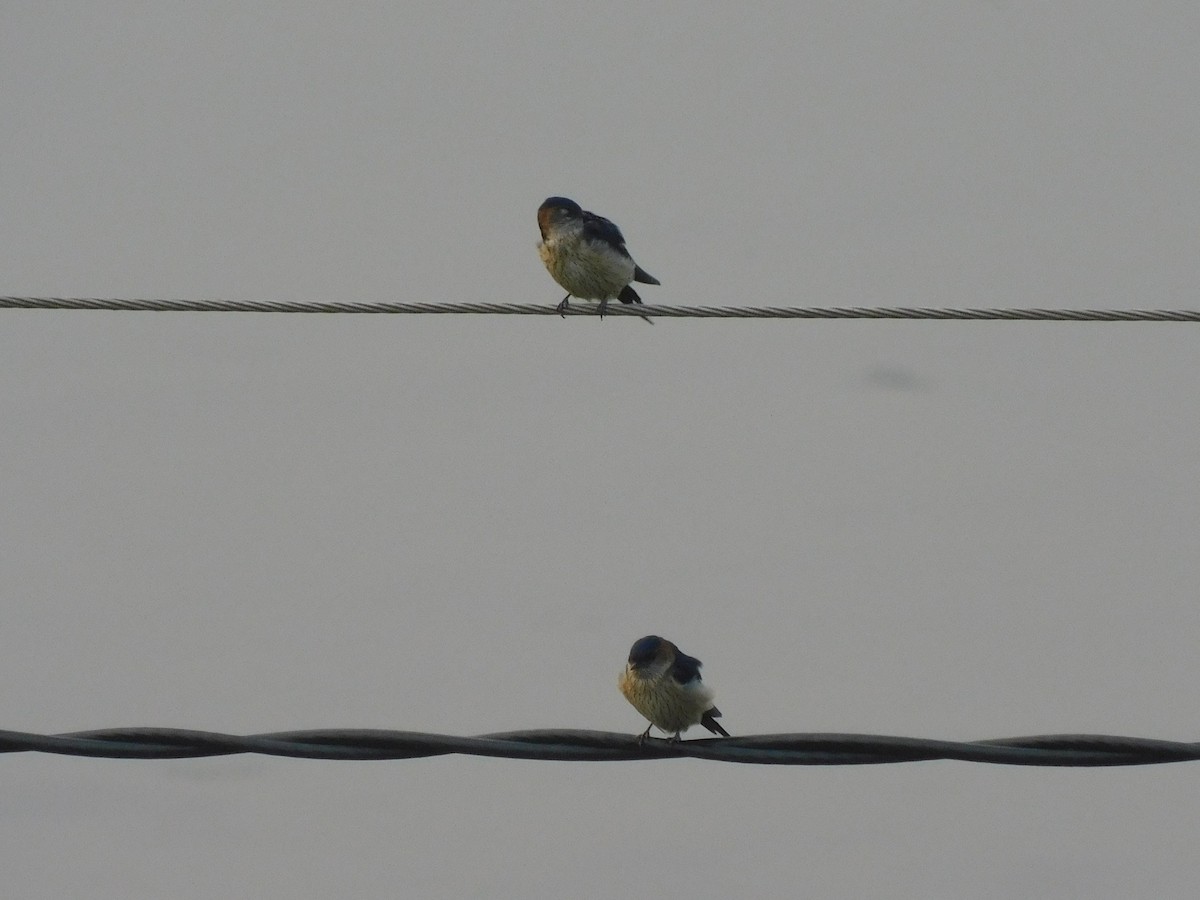 東方金腰燕 - ML639324841