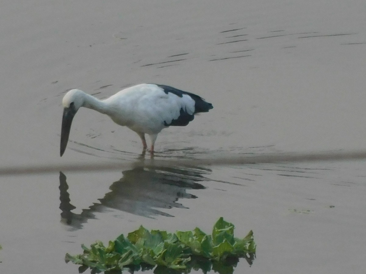 Asian Openbill - ML639324855
