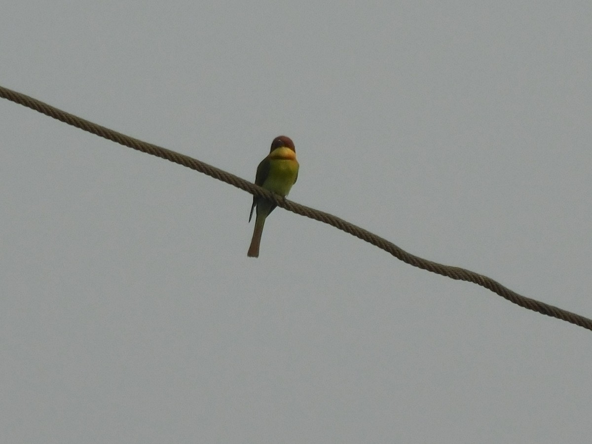 Chestnut-headed Bee-eater - ML639324960