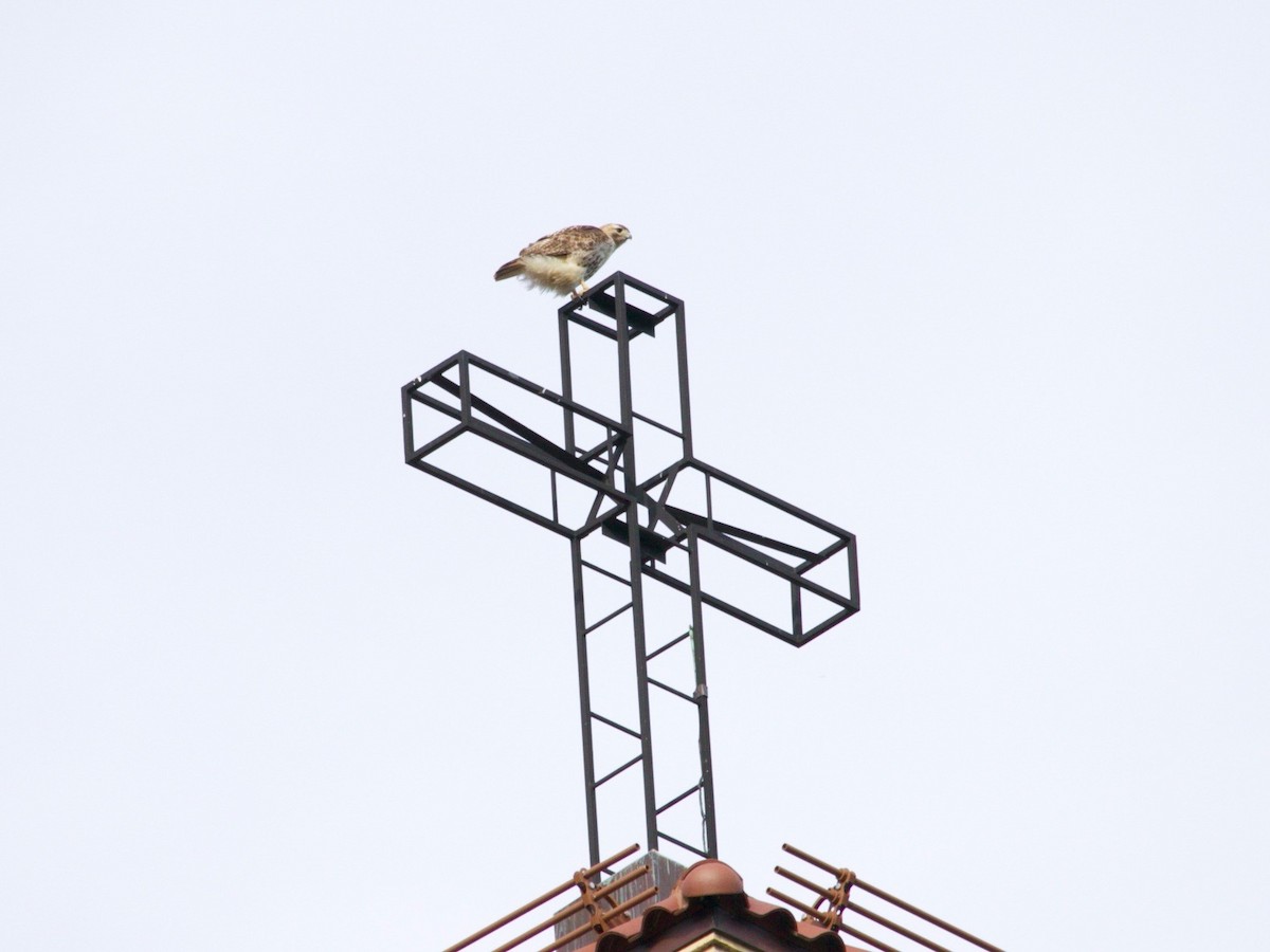 Red-tailed Hawk - ML639325024