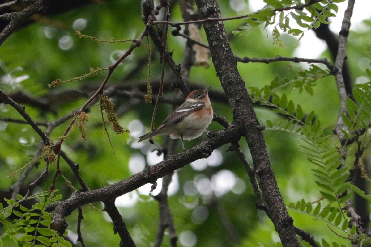 Bay-breasted Warbler - ML639325058