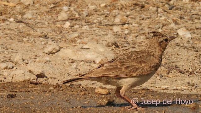Crested Lark (Crested) - ML639325089
