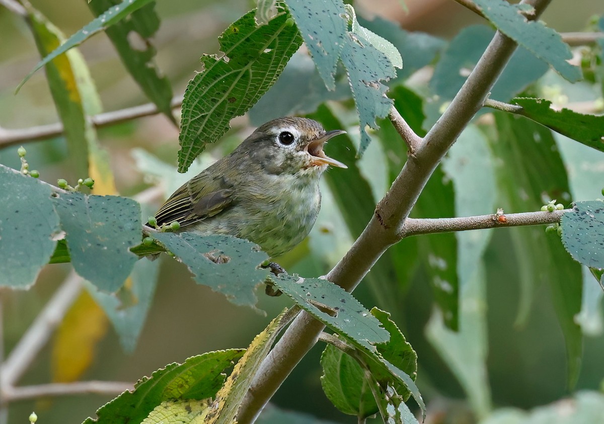 Negros Leaf Warbler - ML639325121