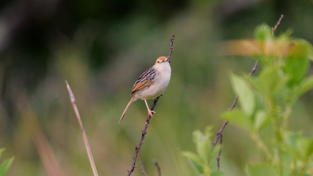 Levaillant's Cisticola - ML639325368