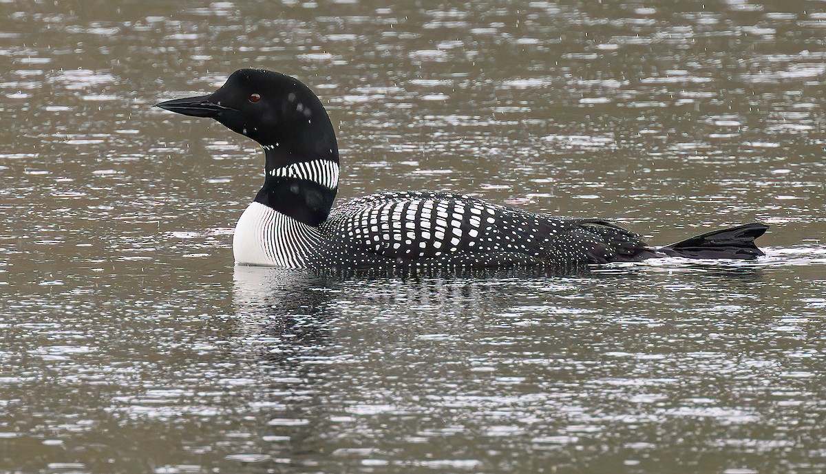 Common Loon - ML639325396