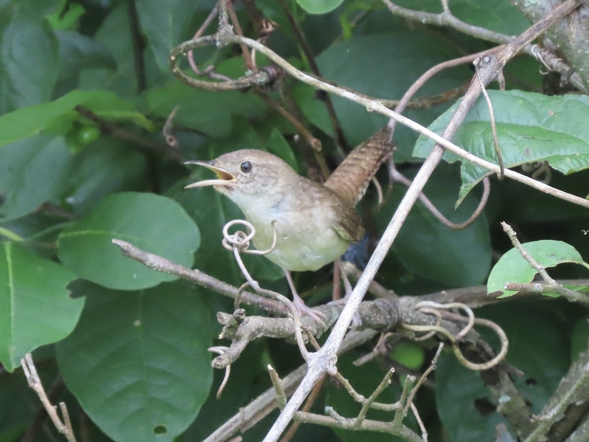 Northern House Wren - ML639325503