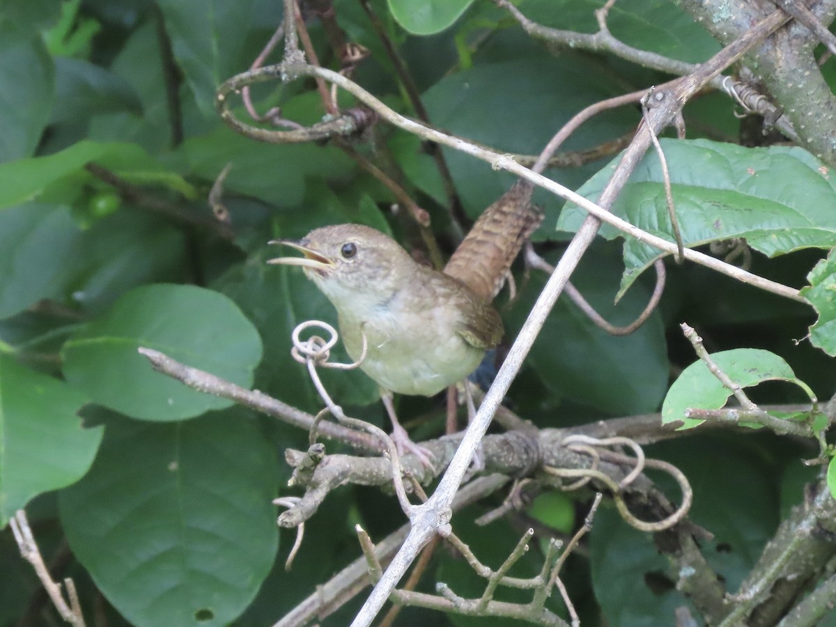 Northern House Wren - ML639325504