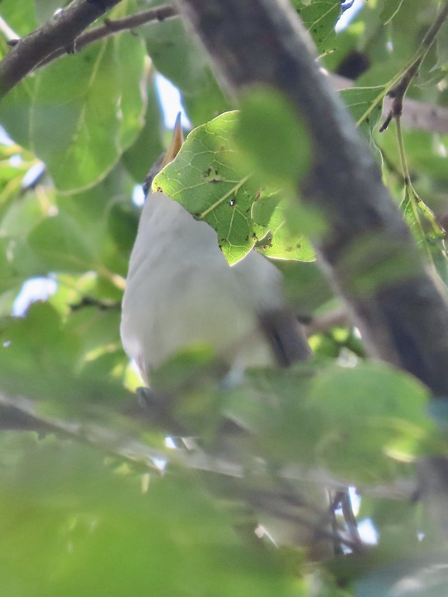 Yellow-billed Cuckoo - ML639325549