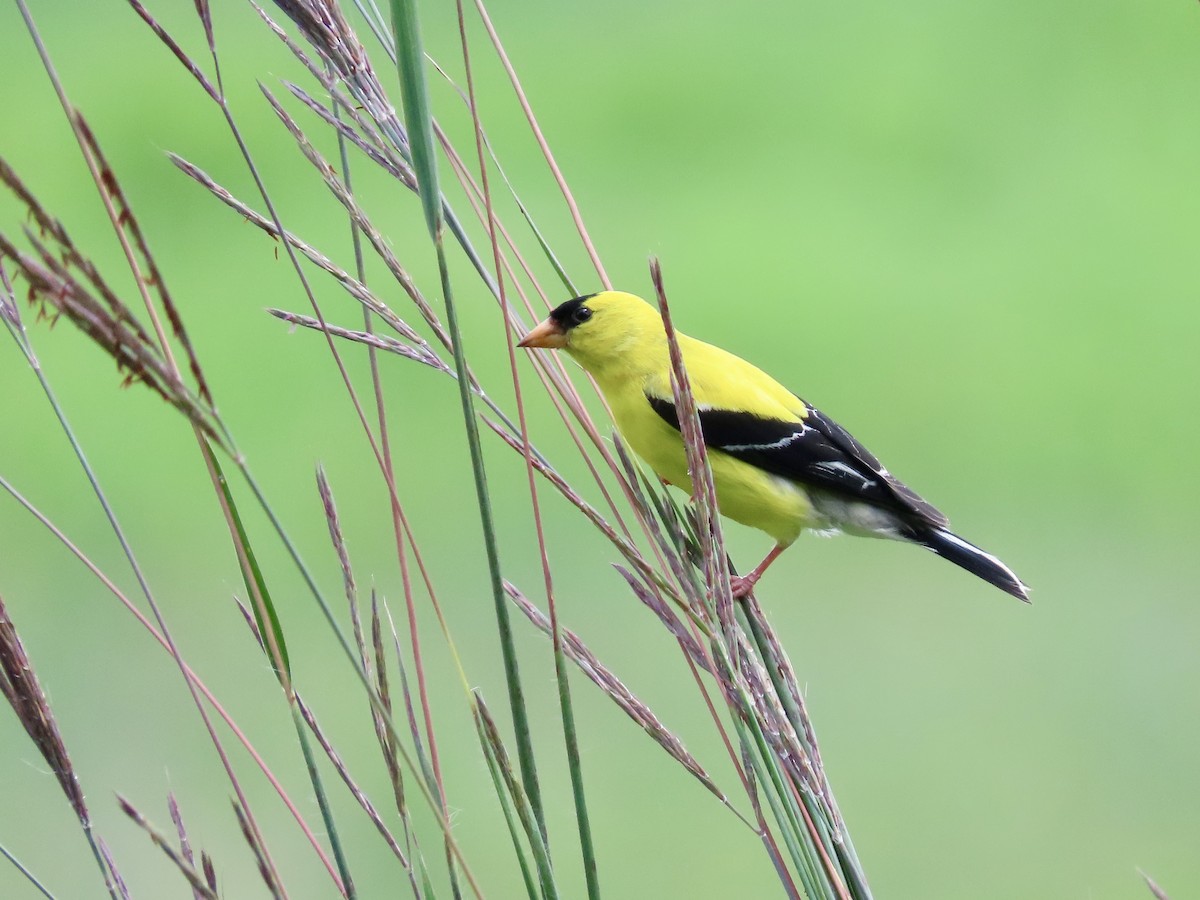 American Goldfinch - ML639325553