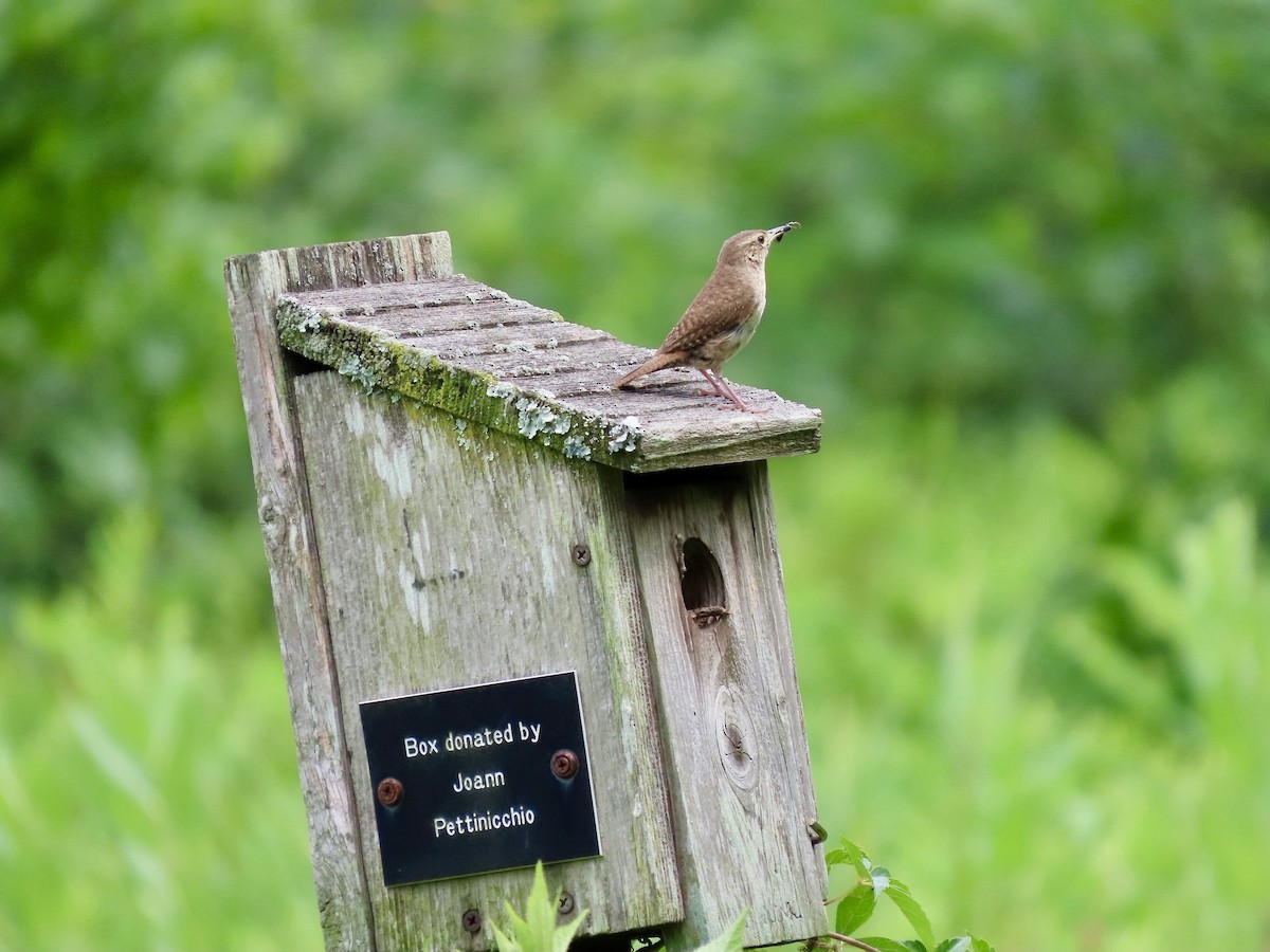 Northern House Wren - ML639325555