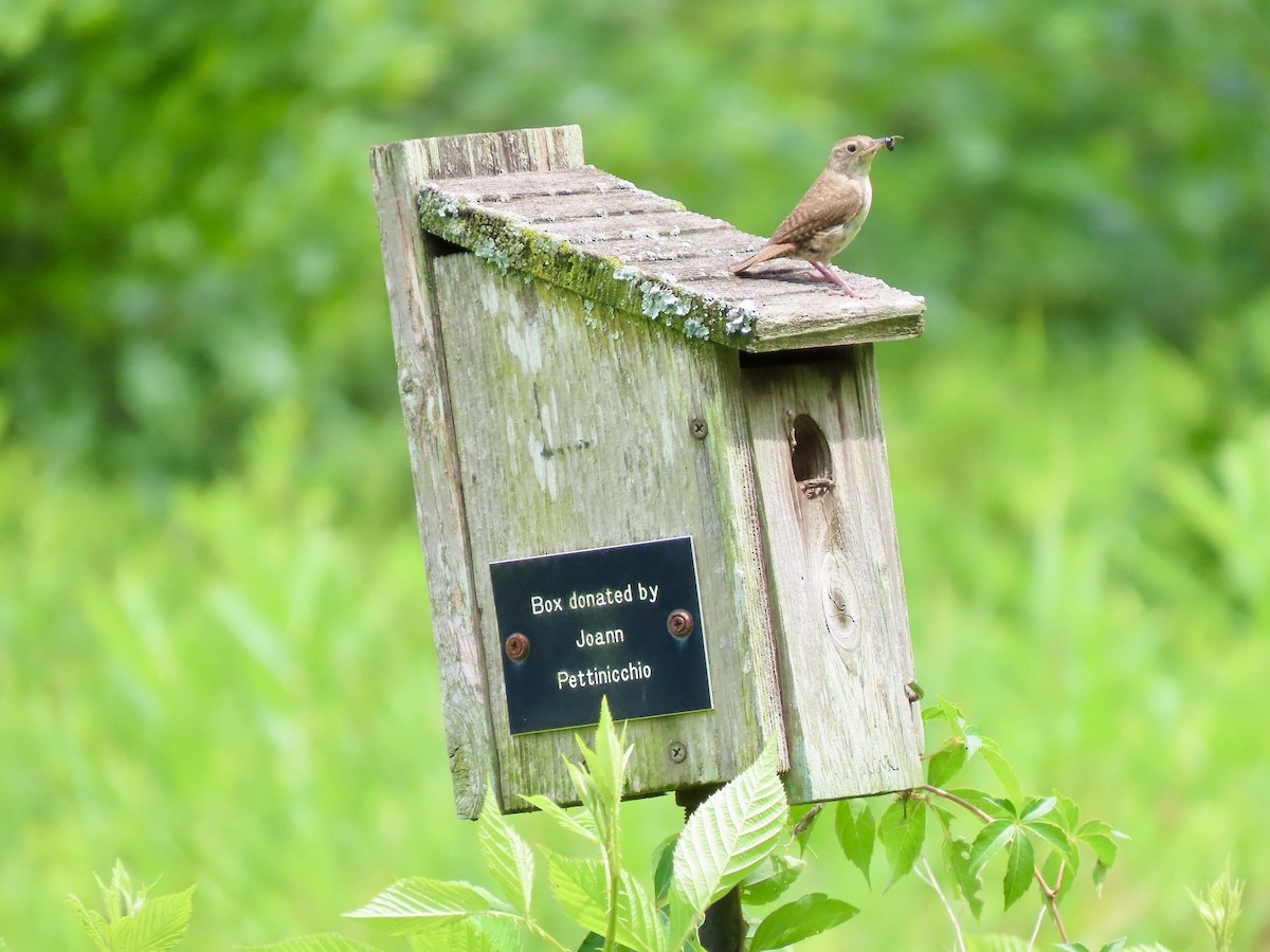 Northern House Wren - ML639325556