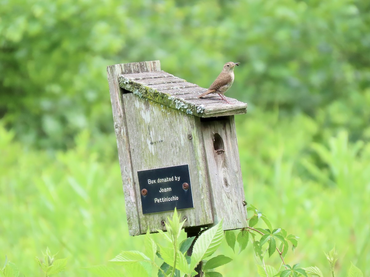 Northern House Wren - ML639325557