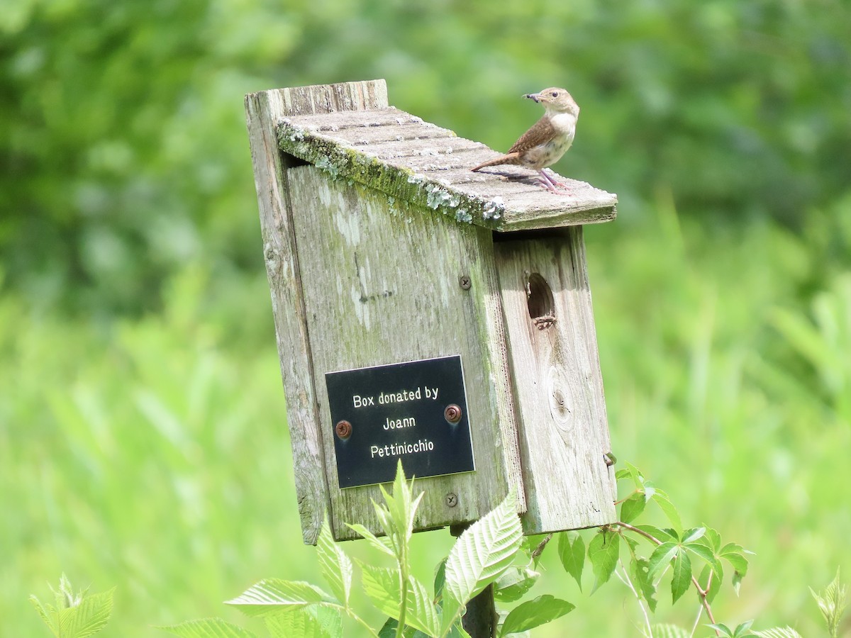 Northern House Wren - ML639325558