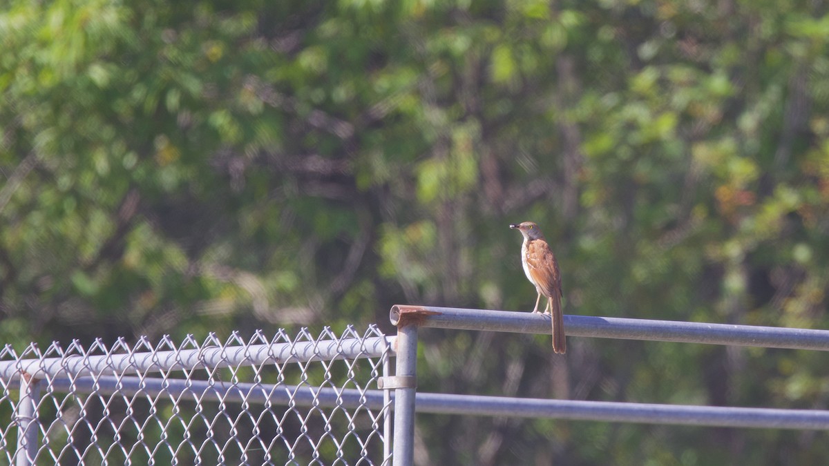 Brown Thrasher - ML639325574