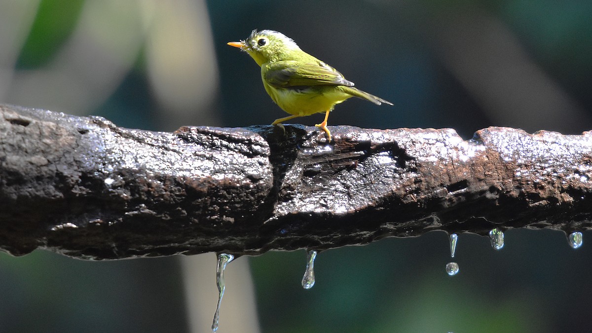 Martens's Warbler - ML639325653