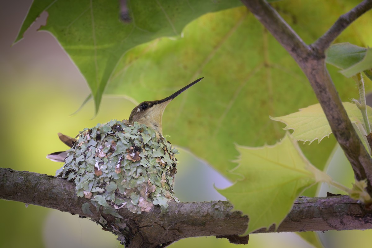 Colibrí Gorjirrubí - ML639325660