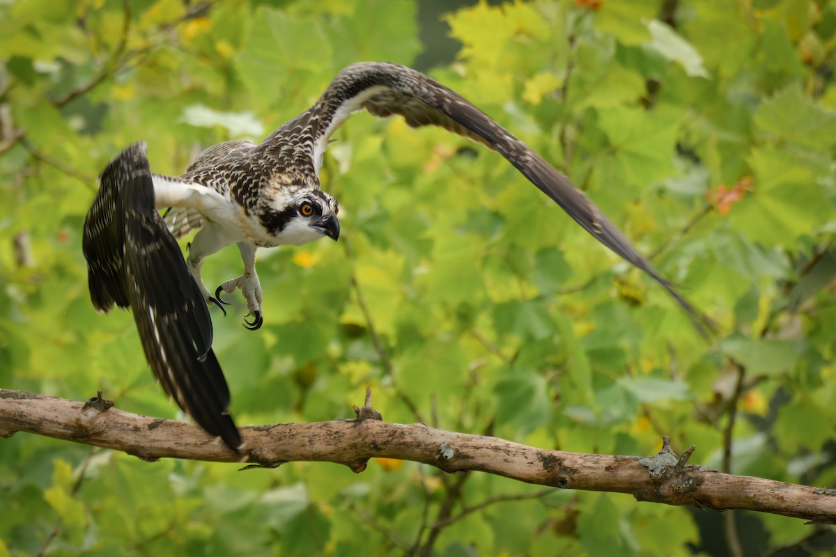 Águila Pescadora - ML639325681