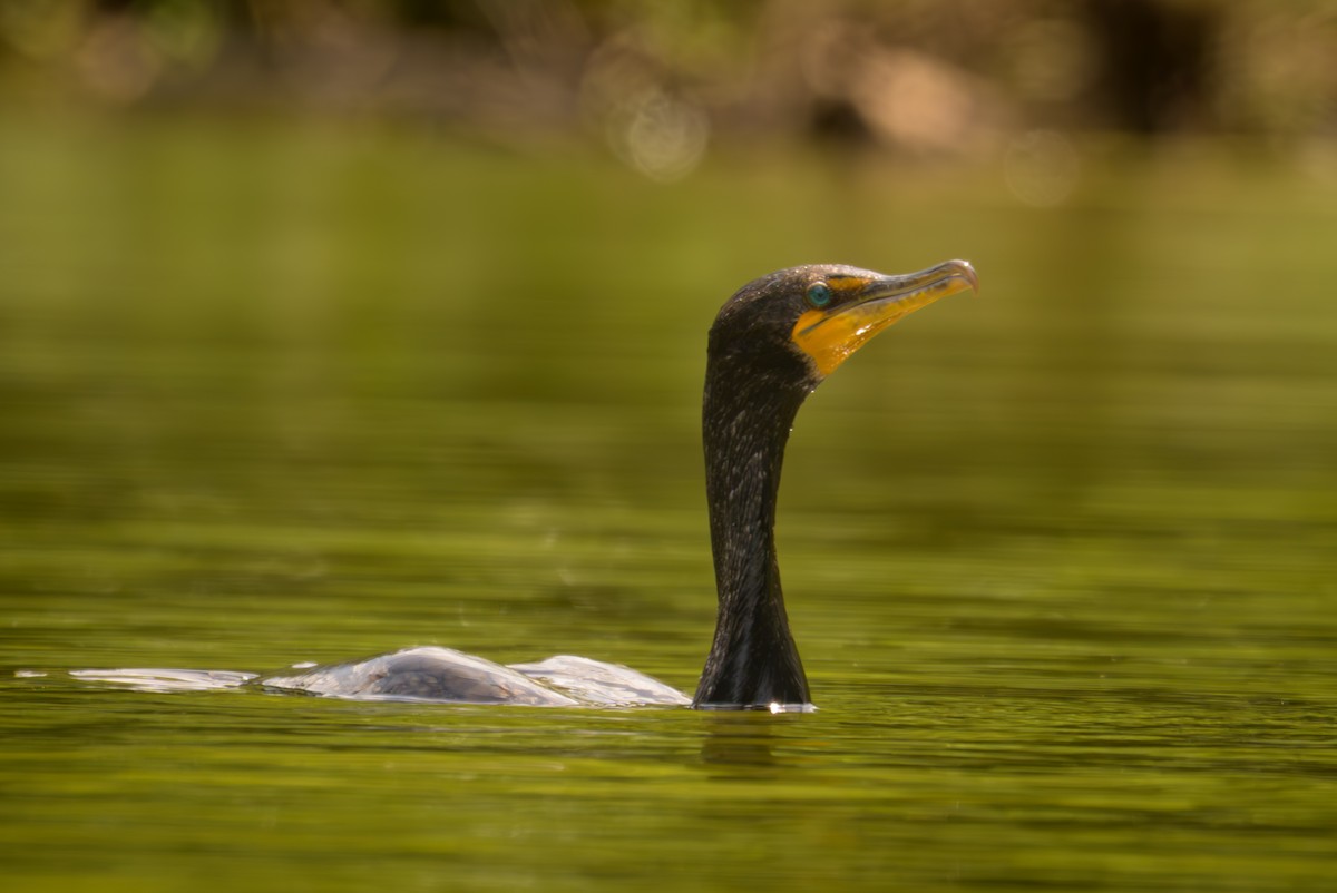 Cormorán Orejudo - ML639325687