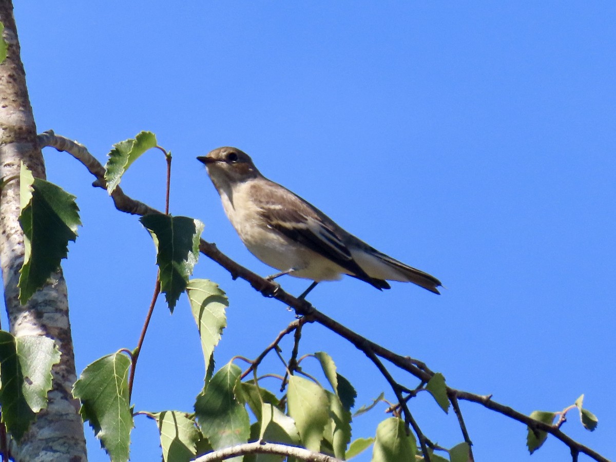 European Pied Flycatcher - ML639325692