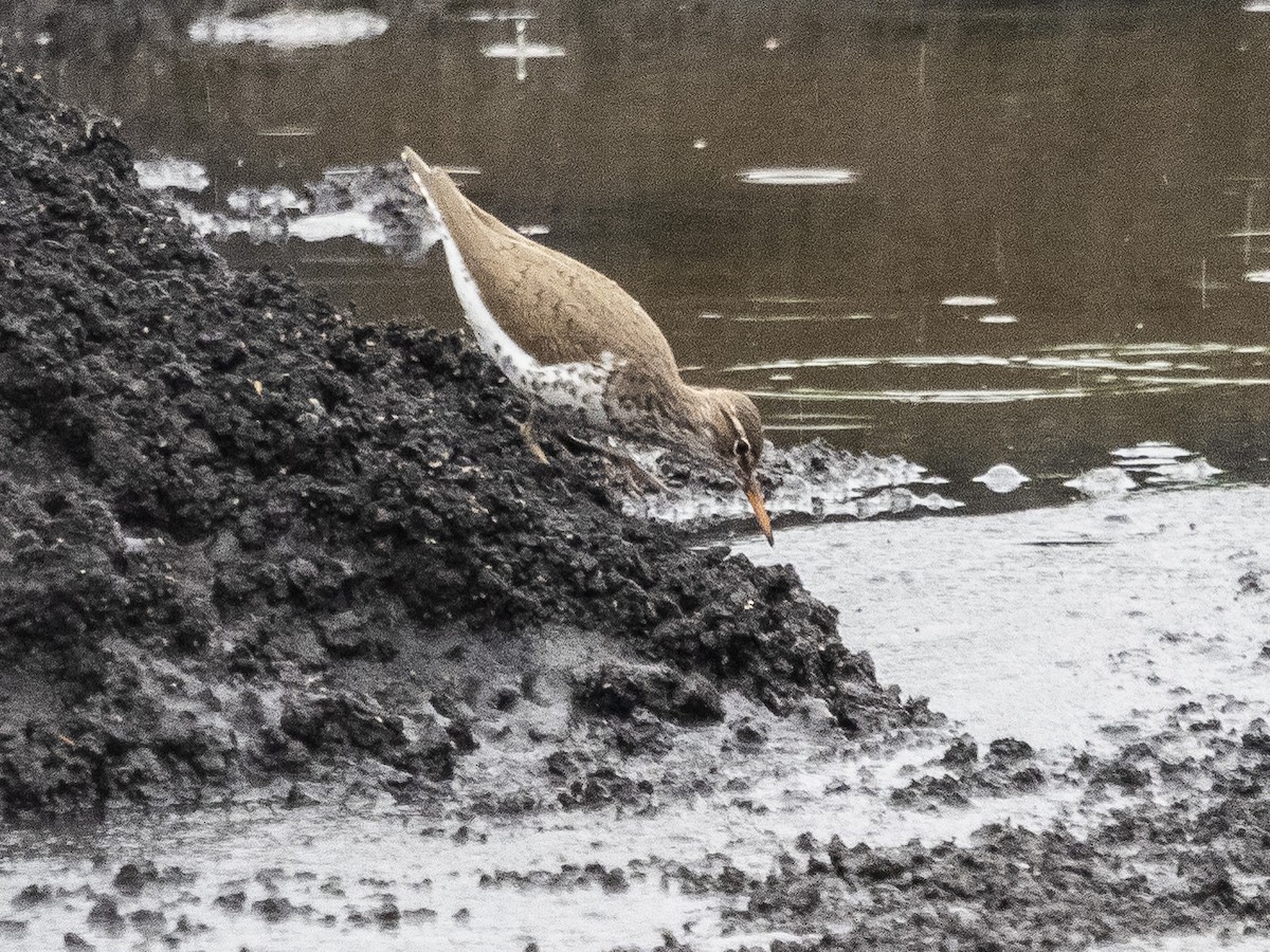 Spotted Sandpiper - ML639325700