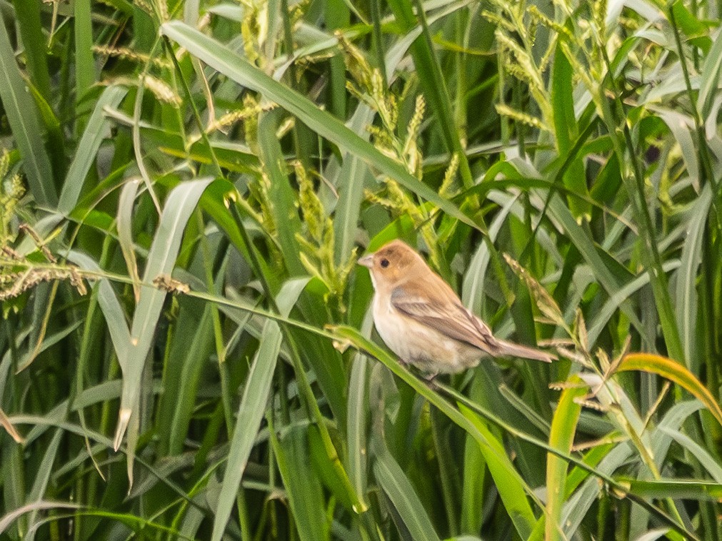 Indigo Bunting - ML639325705