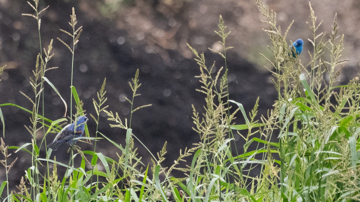Blue Grosbeak - ML639325710