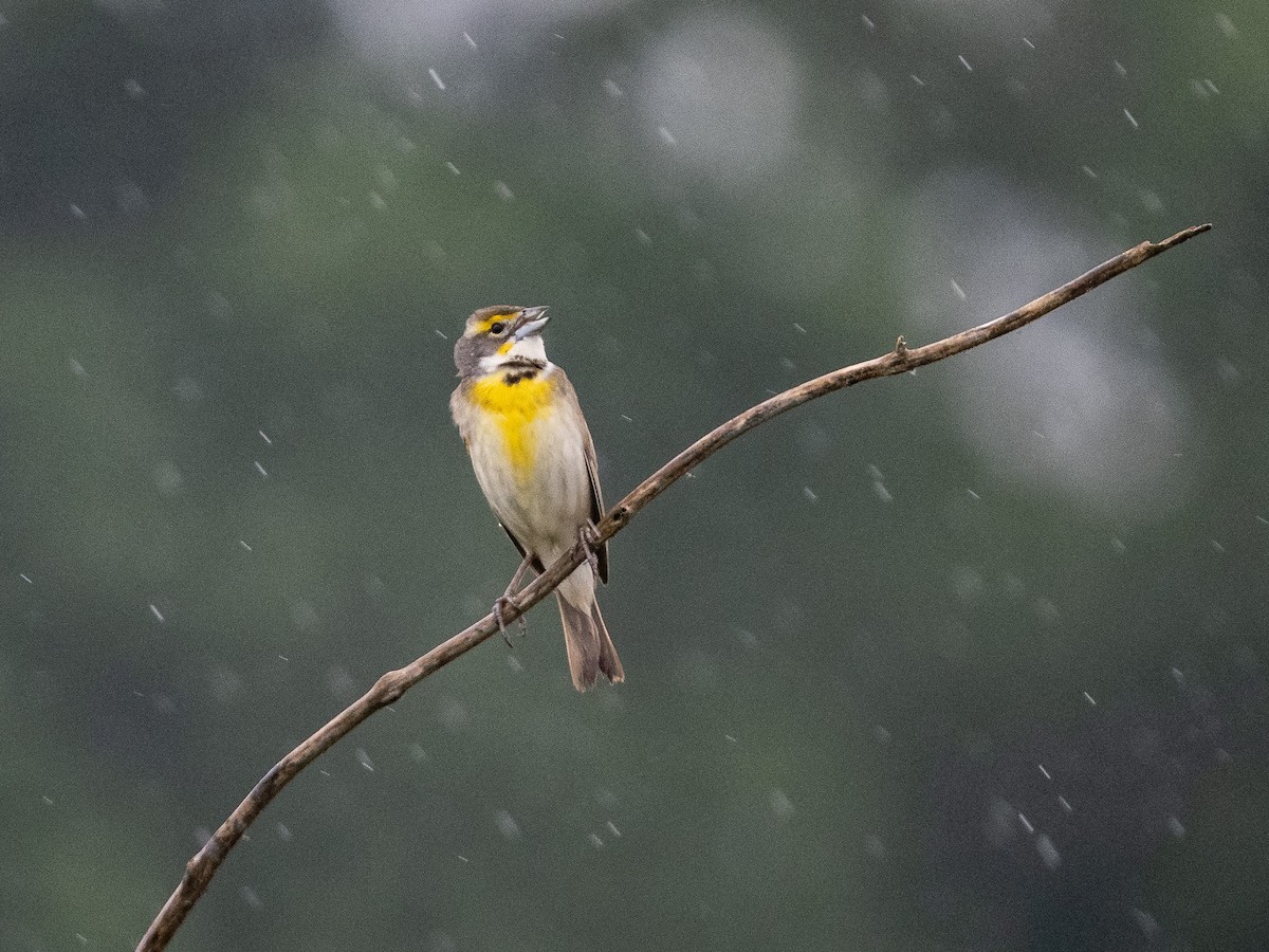 Dickcissel - ML639325733