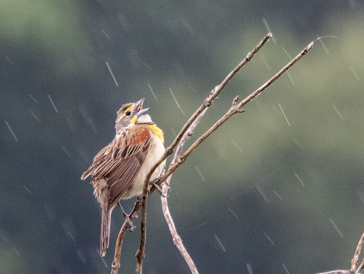 Dickcissel - ML639325734