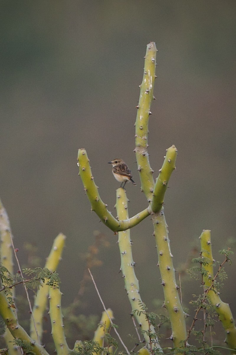 White-browed Bushchat - ML639325803