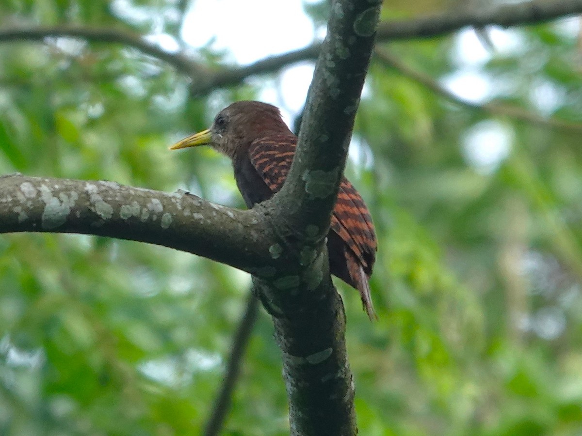 Bay Woodpecker - ML639325934