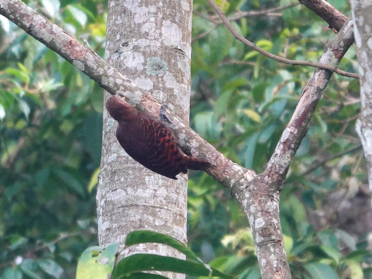 Bay Woodpecker - ML639325936