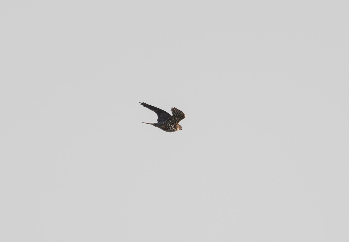 Merlin - ML639326003