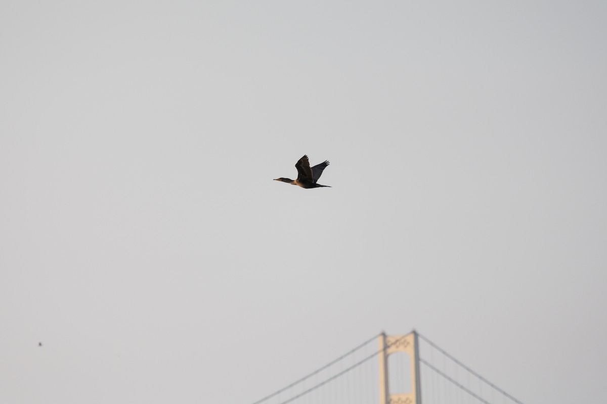 Double-crested Cormorant - ML639326017