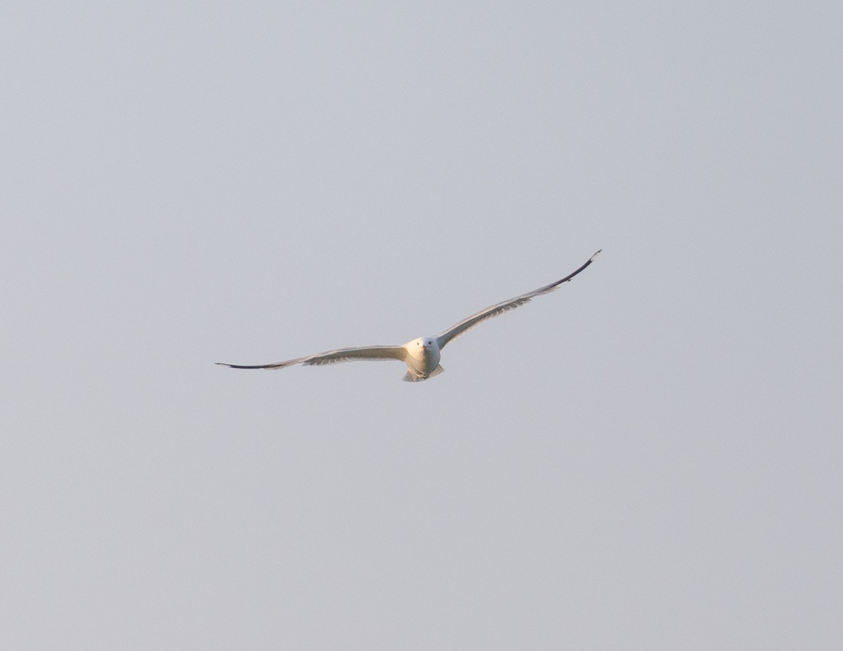 Larus sp. - ML639326020