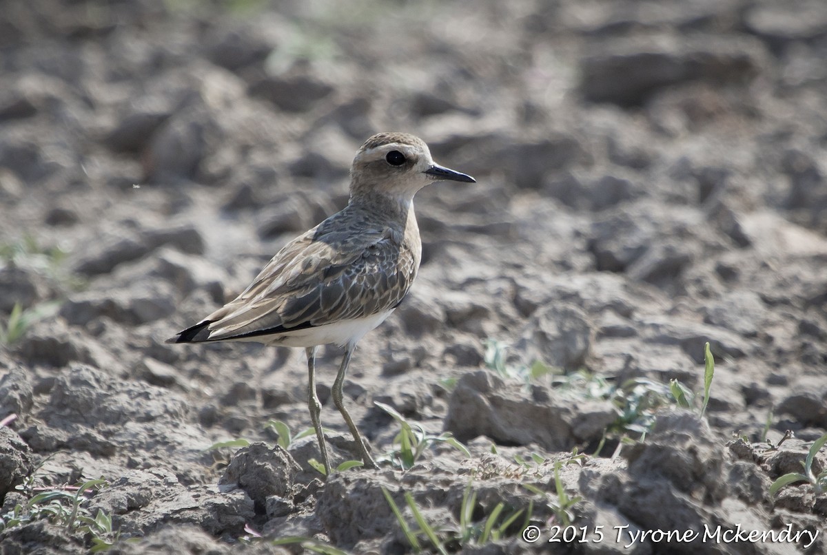 Caspian Plover - ML639326060