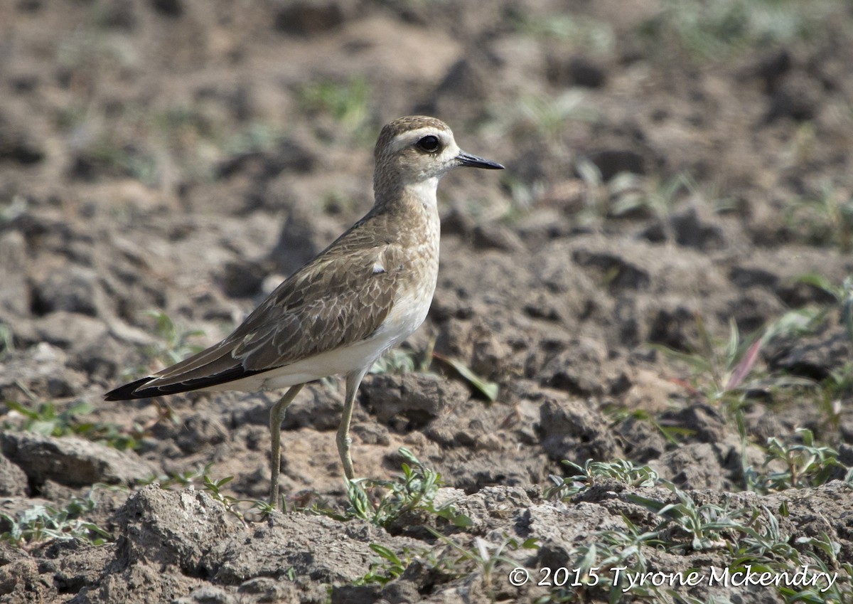 Caspian Plover - ML639326061