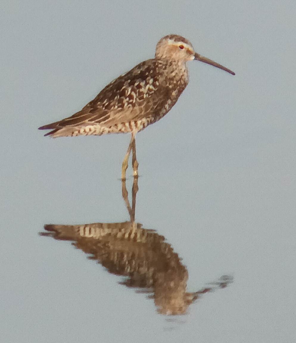 jespák dlouhonohý - ML639326062