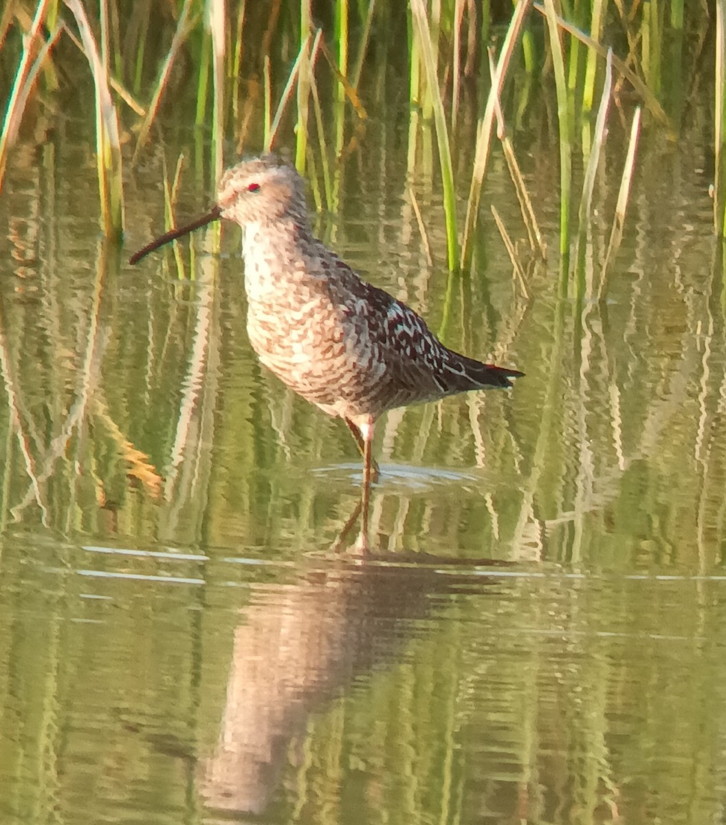 jespák dlouhonohý - ML639326069