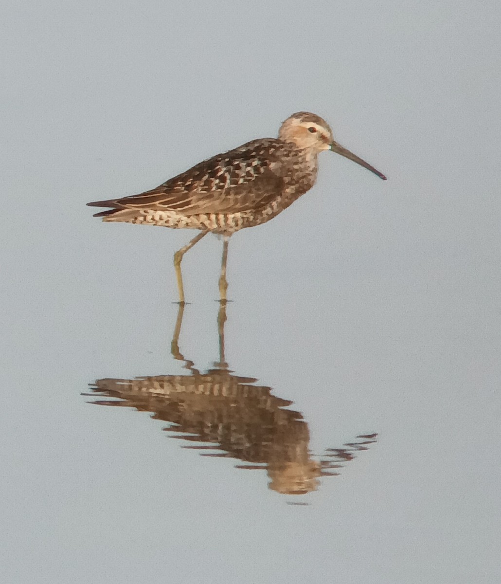 jespák dlouhonohý - ML639326079