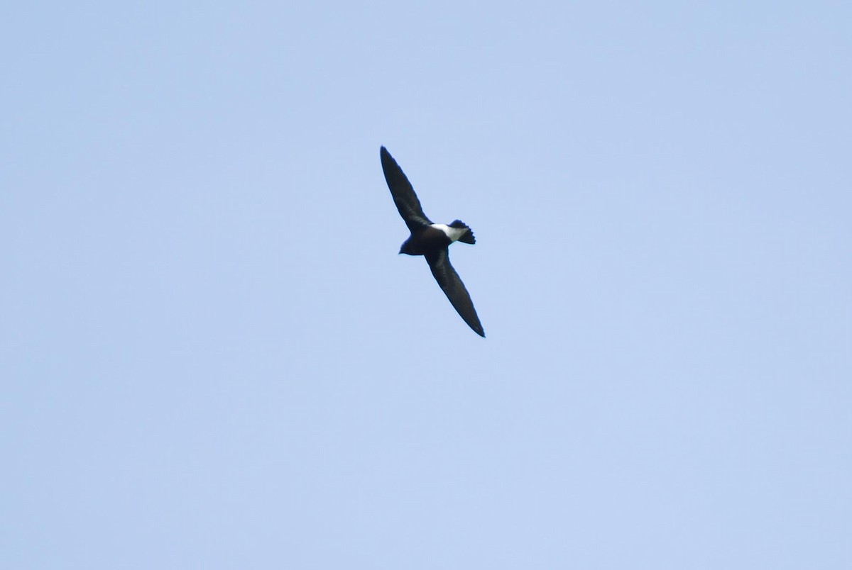 Purple Needletail - ML639326101
