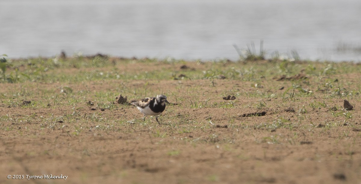 Ruddy Turnstone - ML639326116